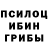 Галлюциногенные грибы Psilocybine cubensis Gangster 334